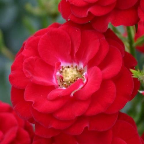 Vendita, rose miniatura, lillipuziane - rosso - Rosa Mandy ® - rosa non profumata - W. Kordes & Sons - ,-